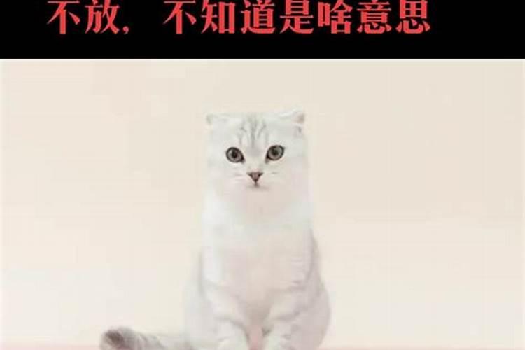 梦见猫缠着自己甩不掉怎么回事