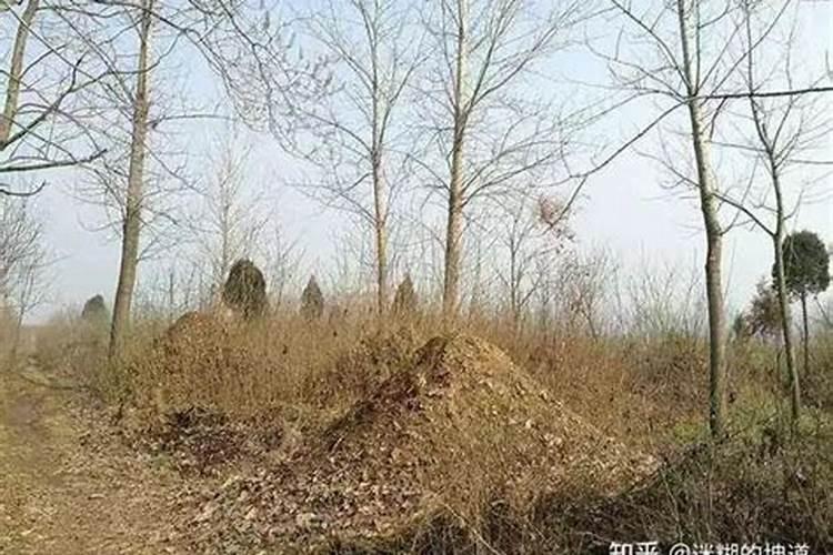 坟上长草好不好能拔吗