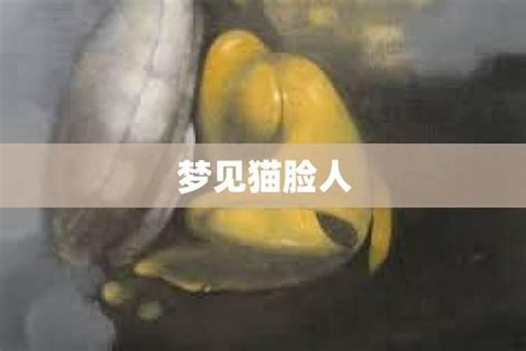 梦见猫亲我是什么意思？