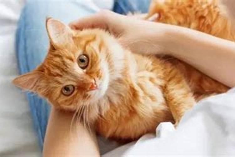 孕妇梦见好多小猫