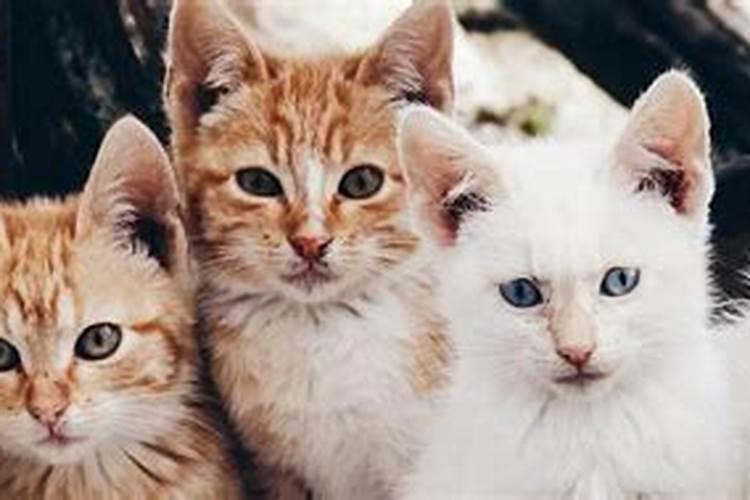 梦见家里来了很多只猫是什么意思