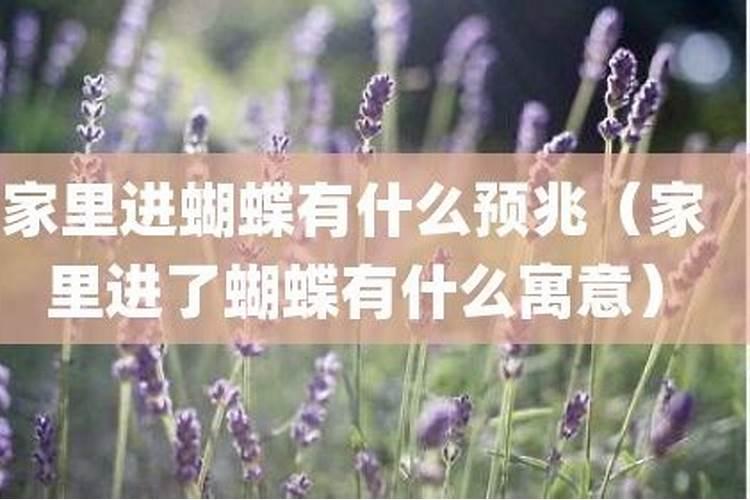 家里飞进黑蝴蝶吉祥吗