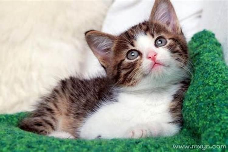 梦见金色的猫咪的预兆