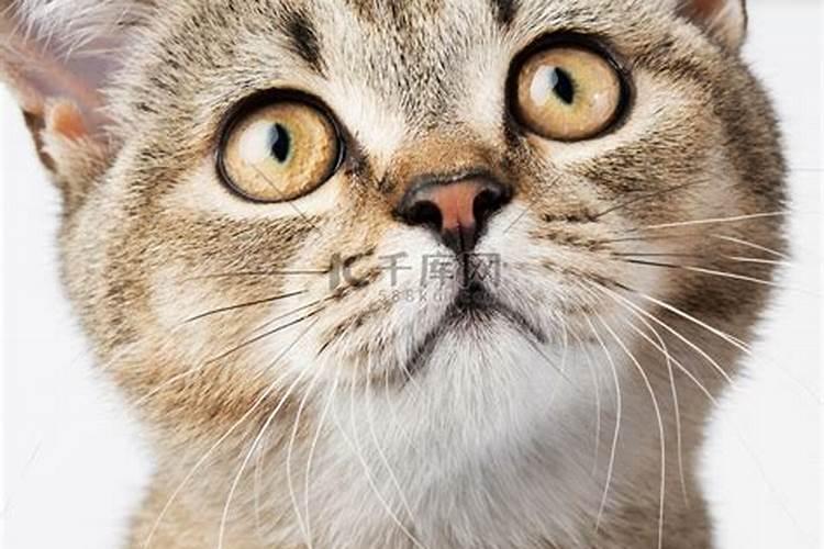 梦见金黄色猫的预兆