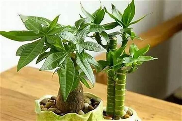 属相什么植物最旺财运最好