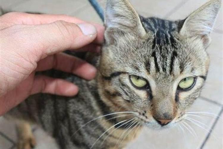 男人梦见猫是什么意思