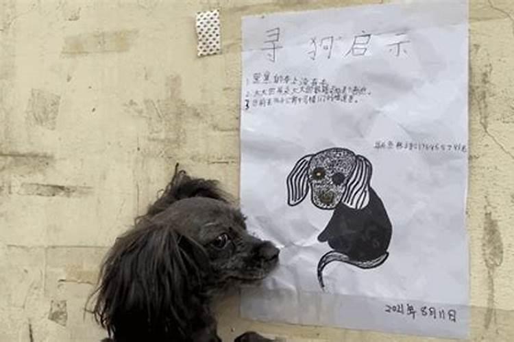 狗丢了预示着人要走