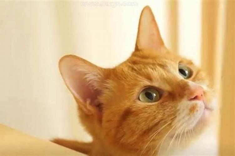 梦见被猫咬然后掐死了猫的预兆