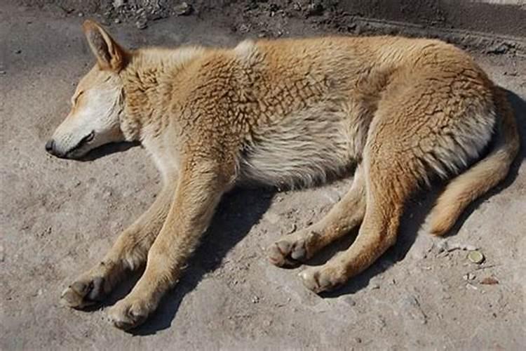 梦见狗死了我在大哭什么意思