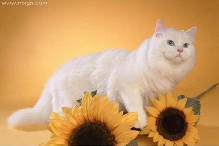 孕妇梦见猫咪是什么意思？
