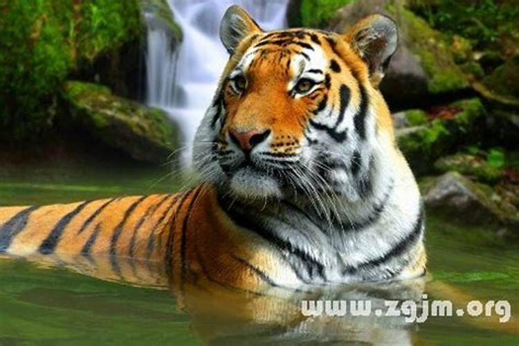 67年属羊男2025年运势及运程