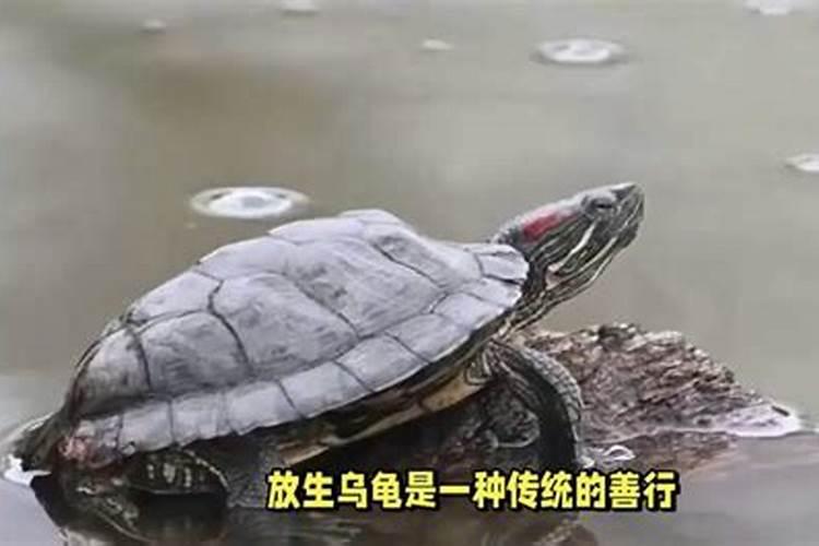 梦见放生乌龟什么预兆