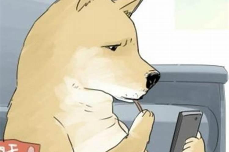 梦到前男友变成狗狗 然后被我抱回家