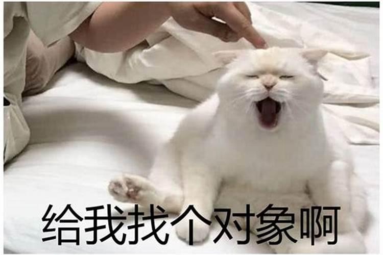 为什么说自来猫不吉利 有哪些兆头