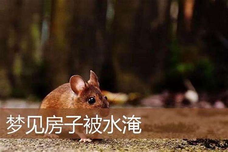 梦见老家这屋里冒水的预兆