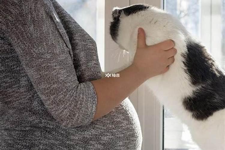 怀孕的人梦见猫