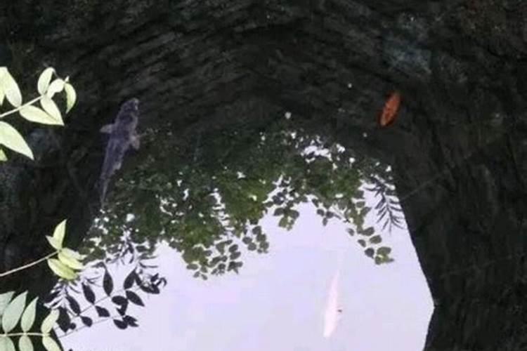 梦见鱼尾巴
