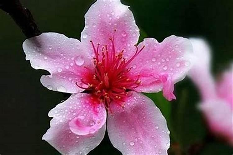五行风水催桃花