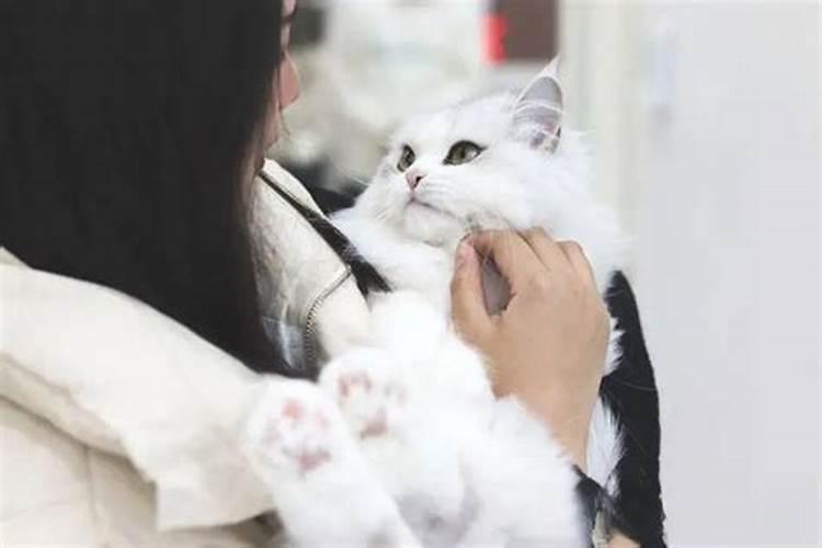 猫来家里有什么预兆 送走了运气会变差吗