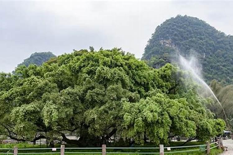 梦见榕树开花是什么意思？