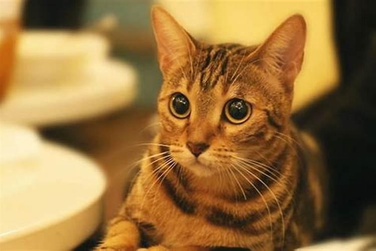 女人梦见猫是胎梦吗,备孕梦到猫是不是胎梦