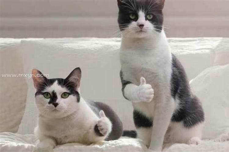 梦见猫打架的预兆