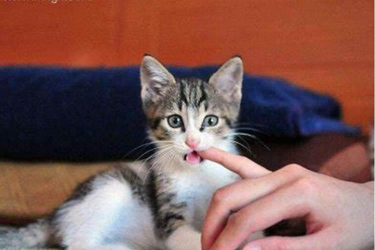梦见被猫咬是什么预兆 梦见被猫咬是什么意思