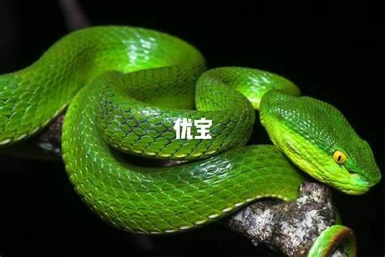 女人梦见满地都是蛇