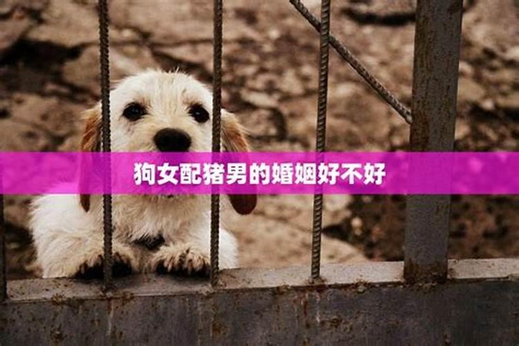 1978年属马男和1982年属狗女,属相合不合,真诚请教!