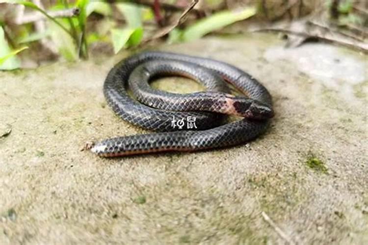 我怀孕了老公梦见蛇是什么预兆