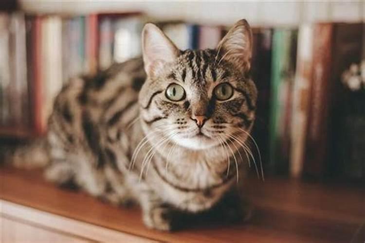 怀孕快3个月 梦到两次被猫攻击 最后挣脱  百度宝宝知道