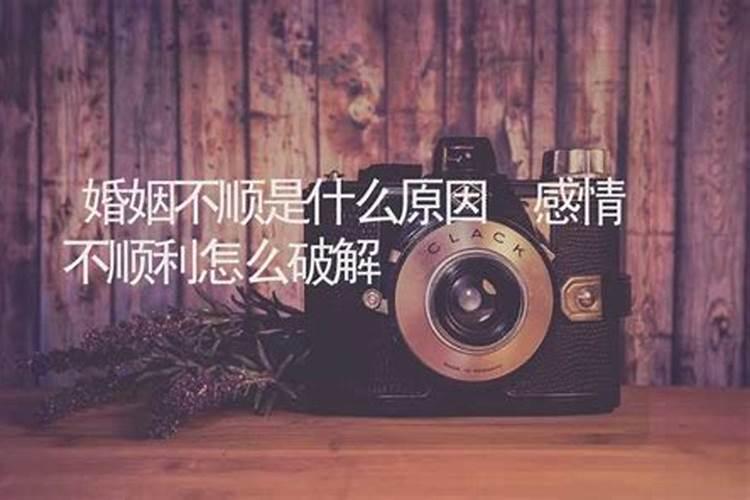 梦见肥猫
