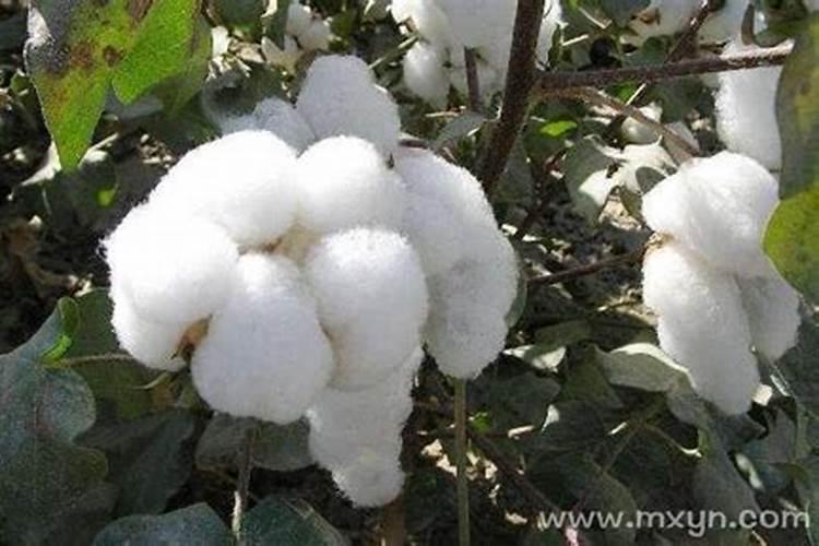 梦见棉花的预兆