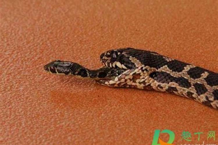 梦见活着的蛇死了的预兆