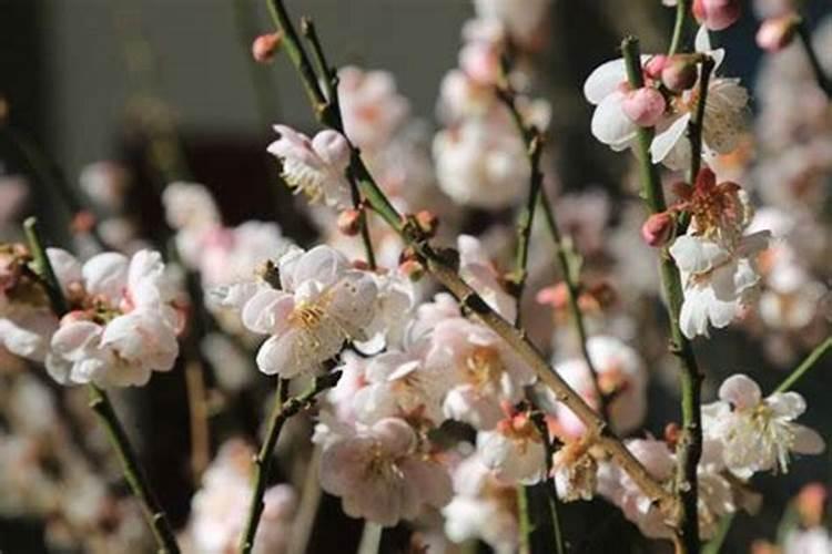 小鸟在梅花枝上的寓意