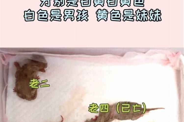 什么是剖宫产的生辰八字
