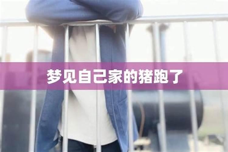 梦见好多猪跑自己家来的预兆