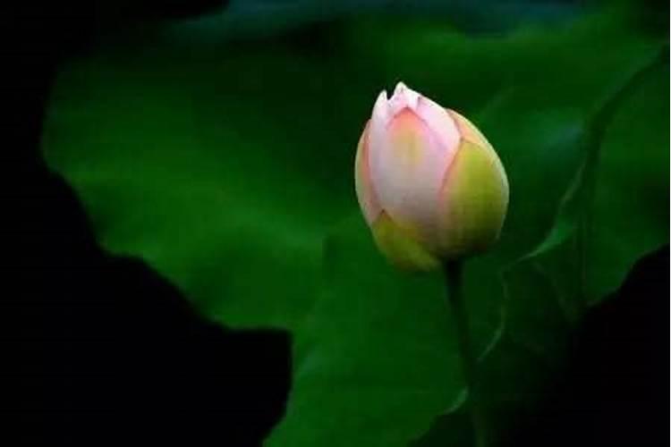 旺桃花催姻缘方法