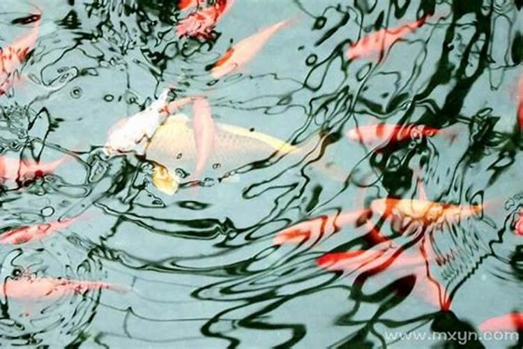 梦见水里面有鱼的预兆