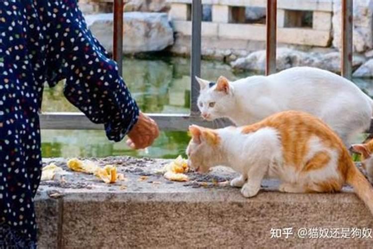 猫跟着我回家,什么征兆？