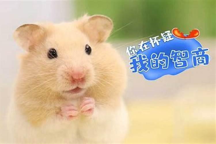 1976年农历腊月二十四曰生的人属什么生肖,龙还是蛇