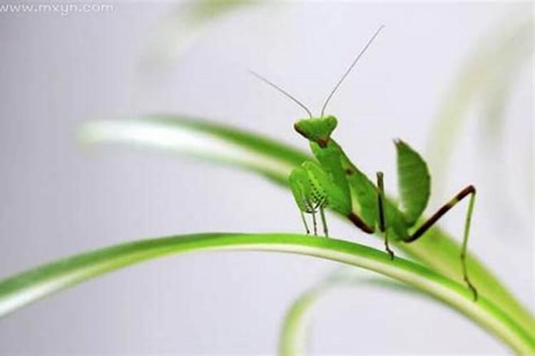 梦见弄死身上的虫子的预兆