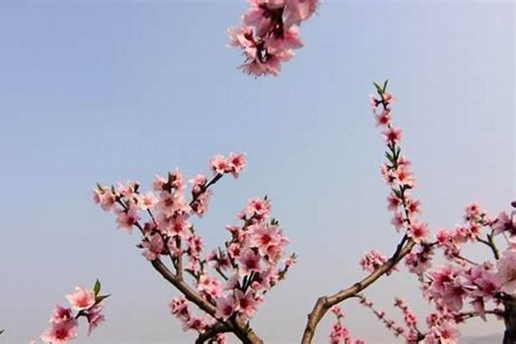 梦见老公鸡鸡很粗大的预兆