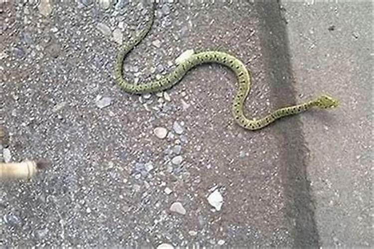 梦见杀死猫有什么预兆
