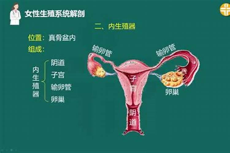 梦见女人下器官什么意思