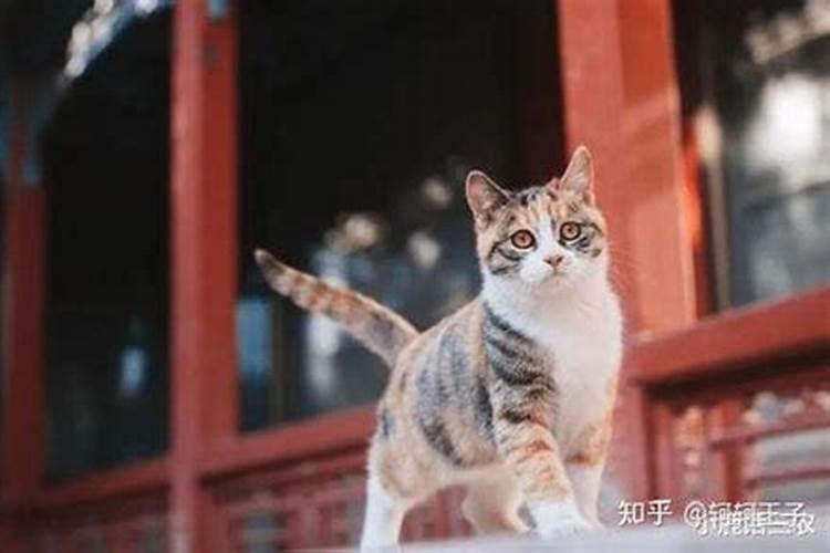 2022年立冬死人可以下葬吗 出殡安葬的日子怎么看