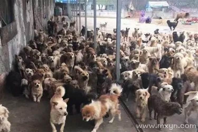 梦见在路上遇到好多狗,梦见路上好多狗是什么预兆