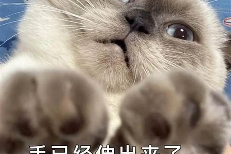 梦见猫和我说话,感觉很亲近是什么意思