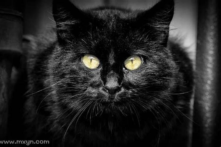 梦见黑猫扑向自己咬我