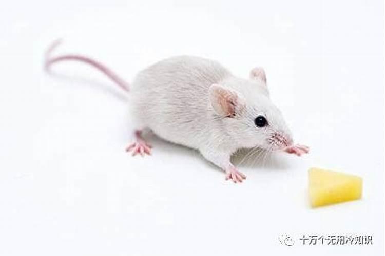 梦见大海水位上涨有什么征兆